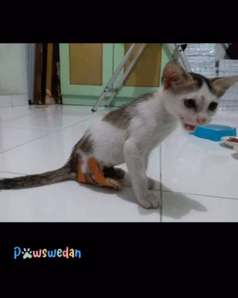 Instagram.com/pawswedan